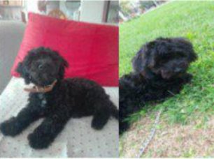 Χάθηκε μαύρος αρσενικός σκύλος στο Μενίδι Αττικής