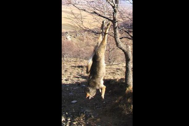Βέροια Ημαθίας: Κτηνοτρόφος σκότωσε λύκο, τον κρέμασε σε δέντρο & δημοσίευσε το «κατόρθωμα» στο facebook