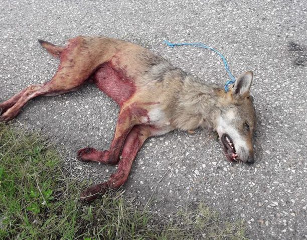 Κυνηγοί ζητούν από το Υπουργείο Περιβάλλοντος να επιτρέψει τη θανάτωση λύκων & αρκούδων επειδή τα ζώα έχουν γίνει ασύδοτα!