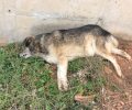Πέντε νεκρά σκυλιά από φόλες στη Μαγούλα Αττικής