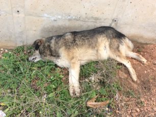 Πέντε νεκρά σκυλιά από φόλες στη Μαγούλα Αττικής