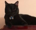 Χάθηκε μαύρη αρσενική γάτα στο Παλαιό Φάληρο Αττικής