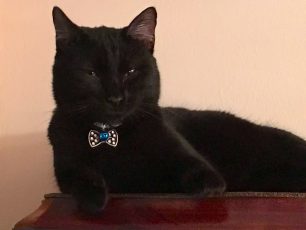 Χάθηκε μαύρη αρσενική γάτα στο Παλαιό Φάληρο Αττικής