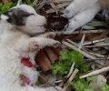 Σκάγια στα κορμιά των 7 κουταβιών που δολοφονήθηκαν στο Μεσολόγγι βρήκε κτηνίατρος