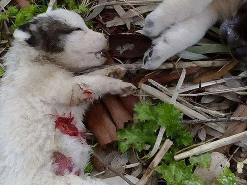 Σκάγια στα κορμιά των 7 κουταβιών που δολοφονήθηκαν στο Μεσολόγγι βρήκε κτηνίατρος
