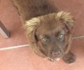 Χάθηκε αρσενικός σκύλος καφέ χρώματος στα Διαβατά Θεσσαλονίκης