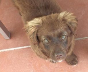 Χάθηκε αρσενικός σκύλος καφέ χρώματος στα Διαβατά Θεσσαλονίκης