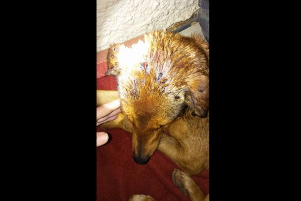 Λακωνία: Ακόμα ένας αδέσποτος σκύλος βρέθηκε πυροβολημένος στη Μονεμβασιά (βίντεο)