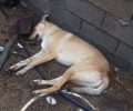 Ζαχάρω Ηλείας: Ακόμα δύο σκυλιά νεκρά από φόλες στην παραλία Μπισχνινόκαμπου