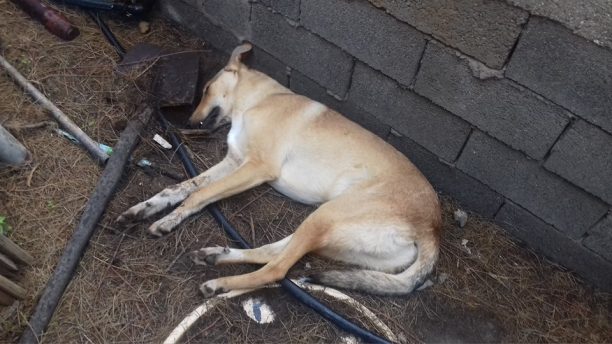 Ζαχάρω Ηλείας: Ακόμα δύο σκυλιά νεκρά από φόλες στην παραλία Μπισχνινόκαμπου