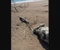 Μπούκα Μεσσηνίας: Βρήκε τον σκύλο νεκρό στην παραλία δεμένο από τα πόδια σε κορμό δέντρου (βίντεο)