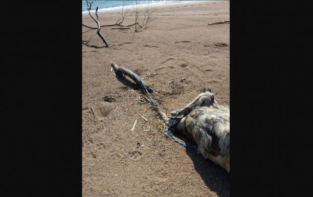 Μπούκα Μεσσηνίας: Βρήκε τον σκύλο νεκρό στην παραλία δεμένο από τα πόδια σε κορμό δέντρου (βίντεο)
