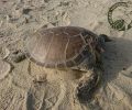 Νάξος: Ακόμα μια θαλάσσια χελώνα εκβράστηκε αποκεφαλισμένη