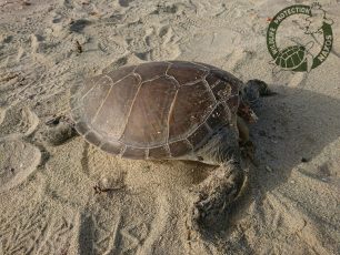 Νάξος: Ακόμα μια θαλάσσια χελώνα εκβράστηκε αποκεφαλισμένη