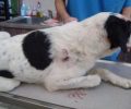Έκκληση για τη φιλοξενία του σκύλου που βρέθηκε πυροβολημένος στο Νεόκαστρο (Λυγιάς) Αιτωλοακαρνανίας