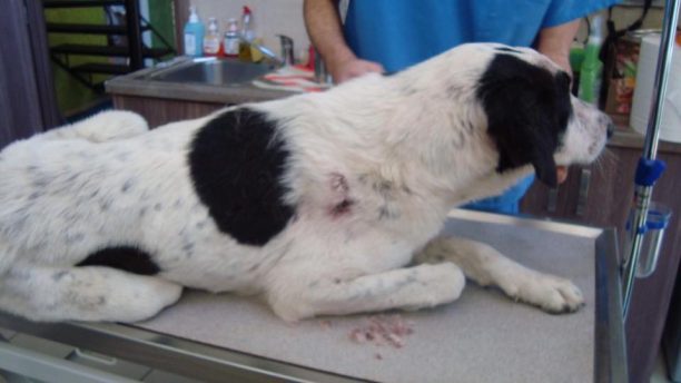 Έκκληση για τη φιλοξενία του σκύλου που βρέθηκε πυροβολημένος στο Νεόκαστρο (Λυγιάς) Αιτωλοακαρνανίας