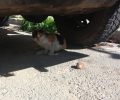 Πέθανε η γάτα που σερνόταν παράλυτη και πυροβολημένη με αεροβόλο στην Αγία Βαρβάρα Αττικής