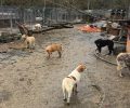 Χωρίς τροφή αφήνει ο Δήμος Πρέβεζας 350 σκυλιά στο κολαστήριο που χαρακτηρίζει «καταφύγιο» (βίντεο)