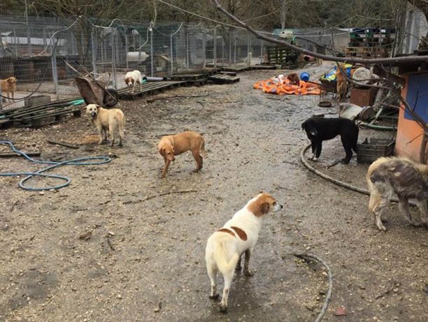 Χωρίς τροφή αφήνει ο Δήμος Πρέβεζας 350 σκυλιά στο κολαστήριο που χαρακτηρίζει «καταφύγιο» (βίντεο)