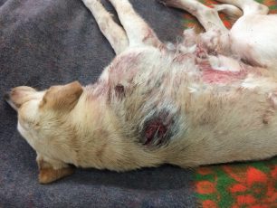 Χανιά: Έκκληση για τα έξοδα νοσηλείας σκύλου που πυροβολήθηκε στην Ανώπολη Σφακίων Κρήτης