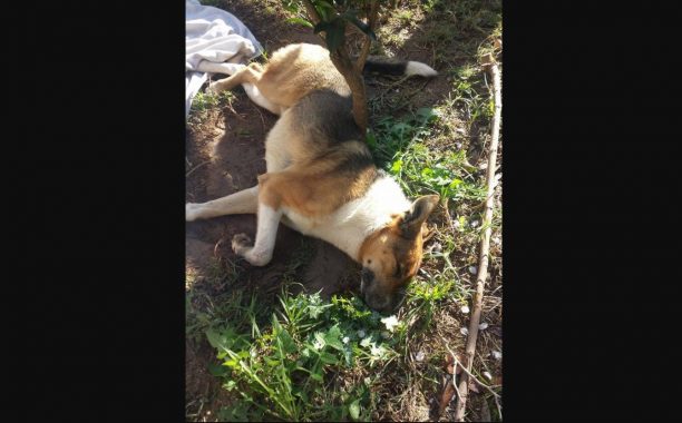 Δήμος Ραφήνας - Πικερμίου: Εκφράζουμε την οργή μας για την εκτέλεση ενός ακόμα σκύλου