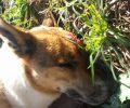 Ραφήνα: Ακόμα ένας σκύλος νεκρός πυροβολημένος με αεροβόλο στο κεφάλι