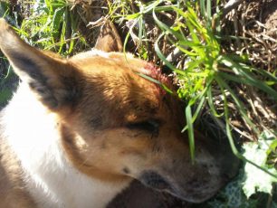 Ραφήνα: Ακόμα ένας σκύλος νεκρός πυροβολημένος με αεροβόλο στο κεφάλι