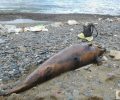 ΑΡΙΩΝ: Δολοφονημένο ρινοδέλφινο εκβράστηκε στην παραλία Καστέλλα Μονεμβασιάς στη Λακωνία