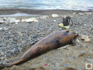 ΑΡΙΩΝ: Δολοφονημένο ρινοδέλφινο εκβράστηκε στην παραλία Καστέλλα Μονεμβασιάς στη Λακωνία