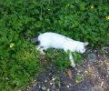 Δεκάδες αδέσποτες γάτες νεκρές από φόλες σε πολλές περιοχές της Ρόδου
