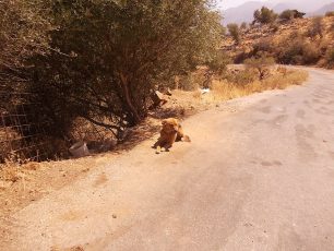 Χανιά: Καταδικάστηκε με αναστολή ο βοσκός που κακοποιούσε δύο σκυλιά στο χωριό Σαμωνάς