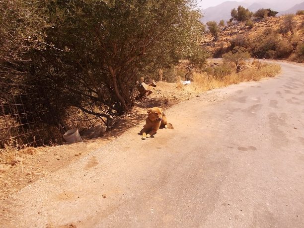 Χανιά: Καταδικάστηκε με αναστολή ο βοσκός που κακοποιούσε δύο σκυλιά στο χωριό Σαμωνάς