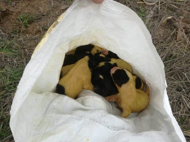 Σέρρες: Βρήκε τα κουτάβια ζωντανά κλεισμένα μέσα σε τσουβάλι