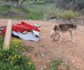 Κορωπί Αττικής: Έκκληση για σκελετωμένο σκύλο που βρέθηκε να περιφέρεται στη Λ. Βάρης – Κορωπίου