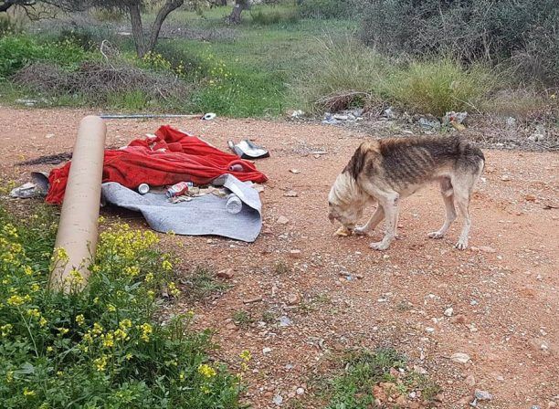 Κορωπί Αττικής: Έκκληση για σκελετωμένο σκύλο που βρέθηκε να περιφέρεται στη Λ. Βάρης – Κορωπίου