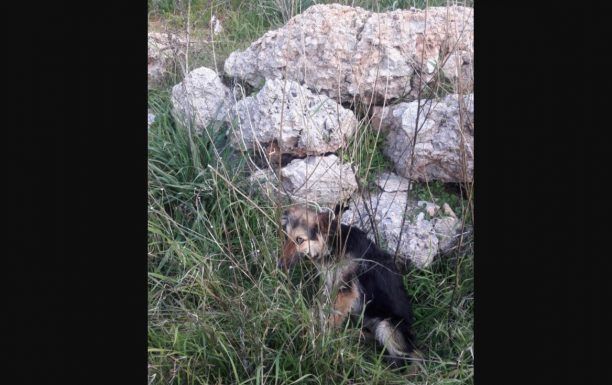 Έδεσε στα βράχια και εγκατέλειψε τον σκύλο για να τον ξεφορτωθεί στον Υμηττό Αττικής