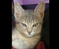 Βρέθηκε - Χάθηκε αρσενική γάτα στον Πύργο Ηλείας