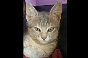Βρέθηκε - Χάθηκε αρσενική γάτα στον Πύργο Ηλείας