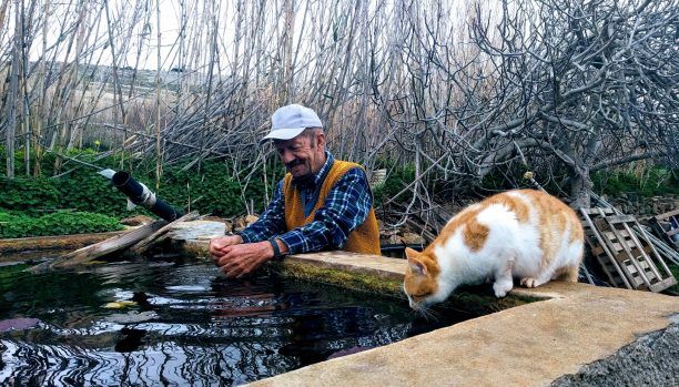 Η γάτα που ξεδιψάει από μια στέρνα στη Σύρο