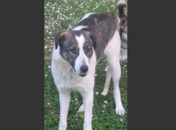 Χάθηκε θηλυκός σκύλος στη Μπάφρα Ιωαννίνων