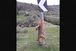 Ηλεία: Βρήκαν τσακάλι νεκρό κρεμασμένο σε πινακίδα στο χωριό Χάνια – Σπαρτουλιά