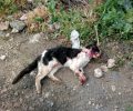 Ηράκλειο Κρήτης: Τον είδε να σκοτώνει σκόπιμα τη γάτα με το αυτοκίνητο του στο Τσιφούτ Καστέλι