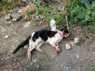Ηράκλειο Κρήτης: Τον είδε να σκοτώνει σκόπιμα τη γάτα με το αυτοκίνητο του στο Τσιφούτ Καστέλι