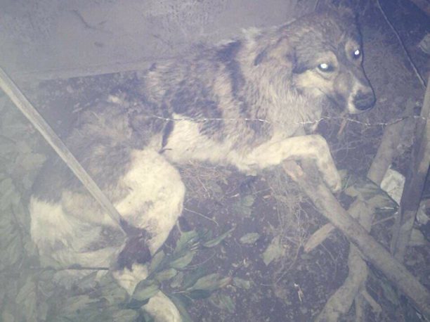Βέλο Κορινθίας: Συνελήφθη η ηλικιωμένη που έδεσε σκύλο με σύρμα για να τον βασανίσει μέχρι θανάτου
