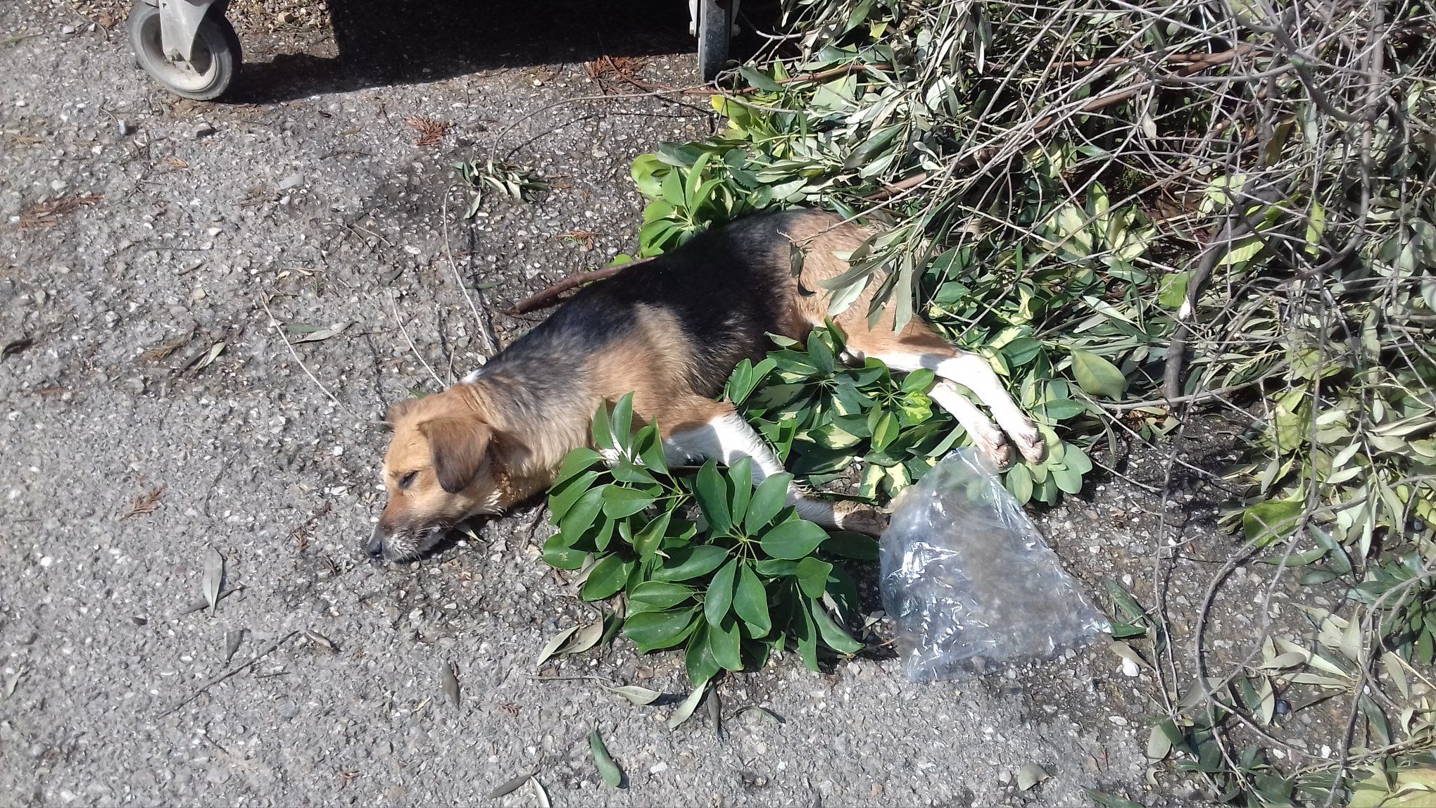 Ασταμάτητα δολοφονούν ζώα με φόλες στη Ζαχάρω Ηλείας