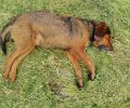 Ζαχάρω Ηλείας: Συνεχίζεται η δηλητηρίαση των αδέσποτων ζώων με φόλες