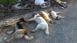 Ζαχάρω Ηλείας: Βρήκαν 4 πτώματα δηλητηριασμένων με φόλες σκυλιών στη σειρά πλάι στα σκουπίδια