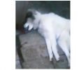 Ζάκυνθος: Συνελήφθη ο άνδρας που σκότωσε με καραμπίνα τον σκύλο του πατέρα του