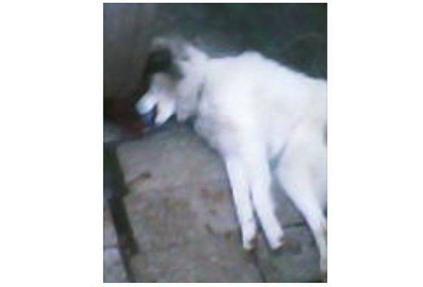 Ζάκυνθος: Καταδικάστηκε με αναστολή κυνηγός που εκτέλεσε τον σκύλο του πατέρα του