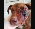 Ζάκυνθος: Βρήκε τον σκύλο πυροβολημένο εξ επαφής στο κεφάλι στις Βολίμες